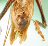 CollectionObject 1501684; 04465ce6-91b5-441c-960f-0fa3d9a5de98: male abdomen tip, ventral view (lectotype). (CollectionObject).