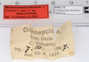 CollectionObject 1559866; c2cb55f4-bec6-4fa6-b676-c300a3afacc1: copyright ZMUH, Hamburg. male, data labels (holotype). (CollectionObject).