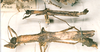 CollectionObject 1560101; 5e04549f-90a7-4c41-9c3f-f5f94f1700fb: copyright SMTD, Dresden. male and female, lateral view (syntypes). (CollectionObject).;CollectionObject 1560102; 35fb8081-0700-46ce-93cf-2873f8cec217: copyright SMTD, Dresden. male and female, lateral view (syntypes). (CollectionObject).