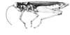 Dendrophilacris witotae Descamps, 1976: Fig. 290. female habitus. (Otu).