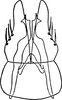Subgenital plate, ventral view on Arboridia (Arboridia) kakogawana (Matsumura, 1932): Pygofer ventral appendages, ventral view. (Observation).