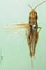 CollectionObject 1502237; 70e69621-27e4-4ed9-93ce-e57729dc3a67: female, dorsal view (paratype). (CollectionObject).
