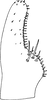 Subgenital plate, ventral view on Arboridia (Arboridia) jacobii (Dworakowska, 1972): Subgenital plate. (Observation).