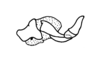 Maculiparia annulicornis (Stål, 1873): Fig. 63C. endophallus, lateral view. (Otu).
