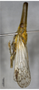 Habitus, lateral view on Doryphorina conglobata Zheng, Yang & Chen, 2014: (Observation).