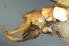 CollectionObject 1503502; 7376d0d2-dd27-4f47-b156-d7fcfc888bc8: male cerci (holotype). (CollectionObject).