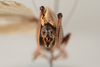 CollectionObject 1499257; 9a6304cb-6055-42a9-88a9-2e7db7602ae4: Male, caudal view (holotype). (CollectionObject).
