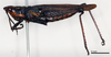 CollectionObject 1578634; 0b73a41d-dee8-44c7-ae27-03f58332b7ab: male, lateral view (paralectotype of Ochrophlebia serpae). (CollectionObject).
