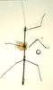 CollectionObject 1557720; f34141e5-8db0-4223-a8af-7b9348959704: copyright RMNH, Leiden. male of Phasma (Bacteria) nodosum (lectotype). (CollectionObject).