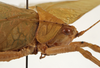 CollectionObject 1534610; MZPW 2337, ed79f211-4319-47eb-8230-b29d99d23731: male pronotum, lateral view (syntype). (CollectionObject).