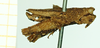 CollectionObject 1585788; be08970f-d324-4d1b-90f0-4c61311952f7: male, lateral view (paralectotype). (CollectionObject).