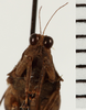 CollectionObject 1574545; NHRS NRM-ORTH 13488, 56385304-ee61-4902-b567-b04ca65697b7: male, frontal view (syntype). (CollectionObject).
