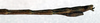 Phalces unilineatus Redtenbacher, 1906: copyright NMW. (Otu).