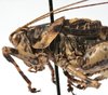 CollectionObject 1539760; 2452bbd9-7ae1-4ebc-932f-731e3b00ba1a: male pronotum lateral (holotype). (CollectionObject).