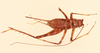 CollectionObject 2066767; NHMUK015982395, 4027d348-fe5f-4329-b9c0-02cf82ec6084: female, dorsal view (paralectotype). (CollectionObject).