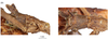 CollectionObject 1597520; 69968436-0625-430b-8a0e-aa56e5f5caaa, QIMR T250920: copyright QM. male: head, lateral & dorsal views (paratype). (CollectionObject).