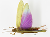 CollectionObject 1588746; 83465862-196e-494d-9e22-23db97c6219f: male, dorsal view. (CollectionObject).