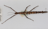 CollectionObject 1570615; d9aa3d1a-177a-437b-b345-31a4d536858d: copyright CMNZ, New Zealand. female of synonym Acanthoxyla speciosa (paratype). (CollectionObject).