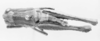 CollectionObject 1525554; 67fe3c8a-95fd-4ece-a3cc-2b0cb49c60ed: female, dorsal view (allotype). (CollectionObject).