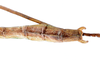 CollectionObject 1557316; ef8f46dd-15ca-4ae9-809c-7fa67f2aa06a: copyright ZMUH, Hamburg. male: end of abdomen, dorsal view (holotype). (CollectionObject).