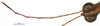 CollectionObject 1581741; 8474a309-4107-4ab4-a806-969b0c2e7d50: male, antenna (holotype). (CollectionObject).