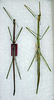 CollectionObject 1559627; d9fb0b3b-ee4b-494f-8255-0a1cfa4f92a7: copyright ANSP. male (holotype). (CollectionObject).