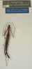 CollectionObject 1557174; NMW 969, 3a947a25-6407-47f9-b96e-72351092378a: copyright NMW, Vienna. male (syntype). (CollectionObject).