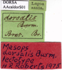 CollectionObject 1538318; 23d1499b-1331-4ade-bbf6-3a80db343777: labels (lectotype). (CollectionObject).