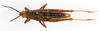 CollectionObject 1501024; 43024772-1b1e-443d-9524-2739fbaa023a: female, dorsal view (lectotype). (CollectionObject).