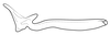 Stylus on Pseudocostanana rubromarginata (Domahovski & Cavichioli, 2023): Male holotype [DZUP]: style, dorsal view. (Observation).