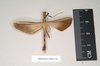 CollectionObject 1560629; 4f1e263e-c78a-4e70-8a15-e4ebcc5b90c0: copyright Natural History Museum, London. male (paralectotype). (CollectionObject).;CollectionObject 1560630; 81cde4ba-3fde-4f61-9420-4172a1b4f9c5: copyright Natural History Museum, London. male (paralectotype). (CollectionObject).