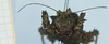 CollectionObject 1583753; 1f2ade45-ea71-48b9-af9d-021b03b20c8c: female, frontal view. (CollectionObject).