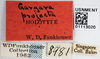Other on Gargara (Gargara) projecta Funkhouser, 1918: (Observation).