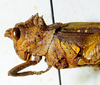 CollectionObject 1498826; 4be36364-ad27-44bb-91c4-cb3cf0840687: female, head and pronotum, lateral view. (CollectionObject).
