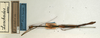 CollectionObject 1559396; NMW 541, 1a43b420-91a4-4213-a1cc-0c7a3336d237: copyright NMW, Vienna. male of synonym Dixippus bicolor (syntype). (CollectionObject).