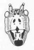 Helicocercus triguttatus (Brunner von Wattenwyl, 1895): Fig. 96. male face. (Otu).