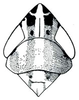Head: !! display not done !! on Cosmotettix (Cosmotettix) Ribaut, 1942: Cosmotettix delector, head, pronotum, and mesonotum, dorsally. (Observation).