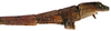 CollectionObject 1584178; bfb6ebc6-7cb9-4313-9a6e-0de3f5cdda5b: copyright RBINS, Brussels. male: end of abdomen, lateral view (holotype). (CollectionObject).