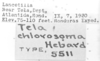 CollectionObject 1524904; 6114750a-6acc-41ef-8e05-5af017e737e2: labels (holotype). (CollectionObject).