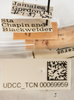 Other: !! display not done !! on Copicerus irroratus Swartz, 1802: (Observation).