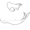Pygofer appendages on Empoascanara (Empoascanara) producta Dworakowska, 1992: Pygofer dorsal and ventral appendages. (Observation).