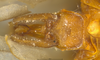 Terminalia, in situ on Omolicna cubana (Myers, 1926): (Observation).