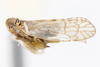 Habitus, lateral view: !! display not done !! on Oeclidius (Oeclidius) nanus Van Duzee, 1914: (Observation).