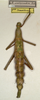 CollectionObject 1559888; NMW 759, ec20bf9d-7c71-45c9-ac1c-a680f44e7634: copyright NMW, Vienna. female of synonym Monandroptera scolopendra (lectotype). (CollectionObject).