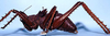 CollectionObject 1507306; e3c8875c-6a67-4e9c-b676-6d73a22f00e4: male, lateral view (holotype). (CollectionObject).
