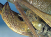 CollectionObject 1532979; 8f54653d-0da8-489f-b40c-48447cdb5772: female ovipositor (syntype). (CollectionObject).