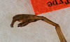 CollectionObject 1559010; b1b7af32-929c-4341-b187-0c427688e1ac: copyright USNM, Washington. (CollectionObject).;CollectionObject 1559011; 4b79db5f-56ee-41d9-945c-417a68134647: copyright USNM, Washington. (CollectionObject).