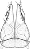 Subgenital plate, ventral view on Brazosa appendiculata Linnavuori & DeLong, 1976: ventral aspect. (Observation).