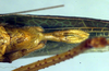 CollectionObject 1500441; cd479579-53af-46a4-b2bb-41f2d7035c70: subgenital plate (syntype of Mataeus longipennis). (CollectionObject).