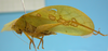 CollectionObject 1542775; b5a386ab-27ac-4ca7-8af7-6ff51d17c70f: male, body lateral view (holotype of Phylloptera erosifolia). (CollectionObject).
